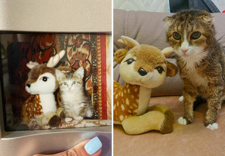 Cats Growing Up: Heartwarming Side-by-Side Photos