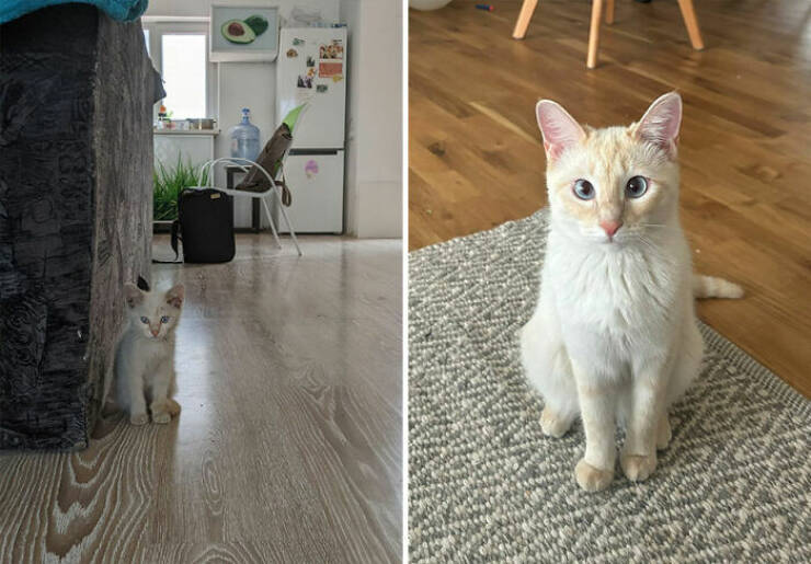 Cats Growing Up: Heartwarming Side-by-Side Photos