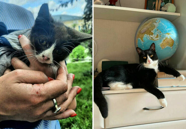 Cats Growing Up: Heartwarming Side-by-Side Photos