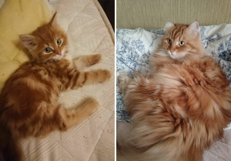 Cats Growing Up: Heartwarming Side-by-Side Photos