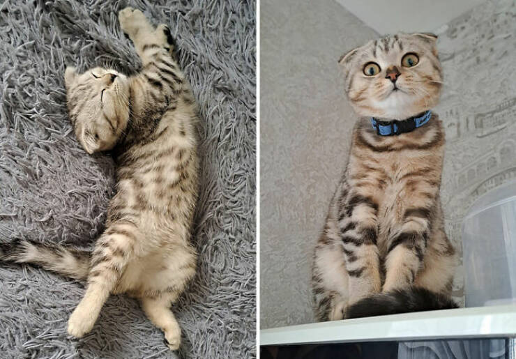 Cats Growing Up: Heartwarming Side-by-Side Photos