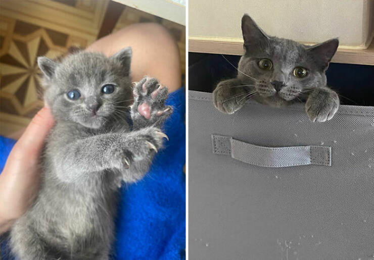 Cats Growing Up: Heartwarming Side-by-Side Photos