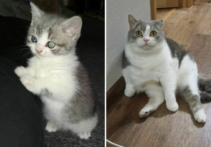 Cats Growing Up: Heartwarming Side-by-Side Photos