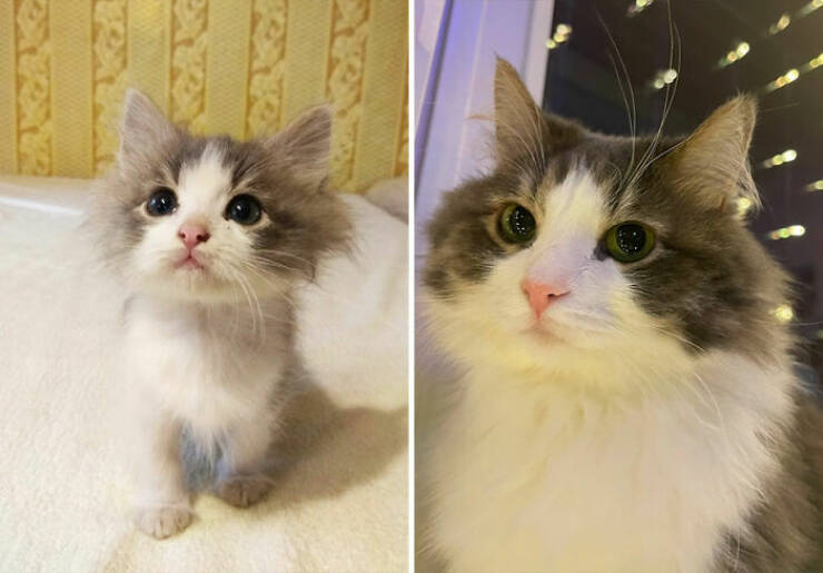 Cats Growing Up: Heartwarming Side-by-Side Photos