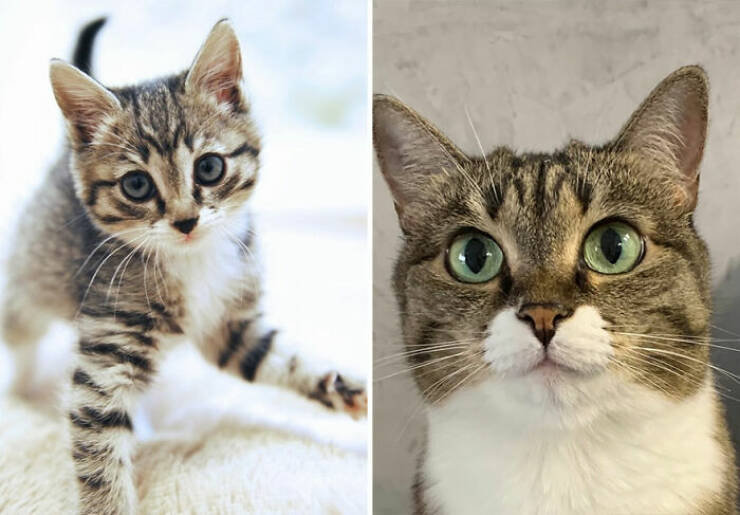 Cats Growing Up: Heartwarming Side-by-Side Photos