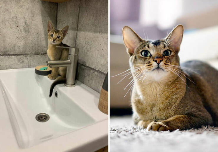 Cats Growing Up: Heartwarming Side-by-Side Photos