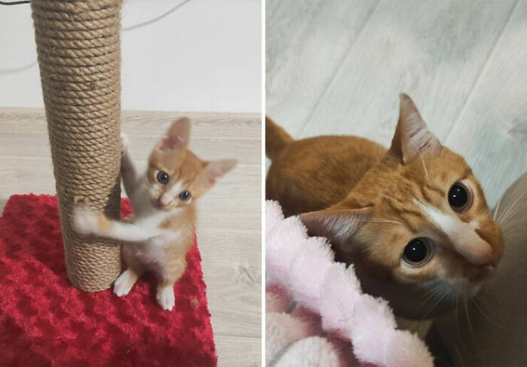 Cats Growing Up: Heartwarming Side-by-Side Photos