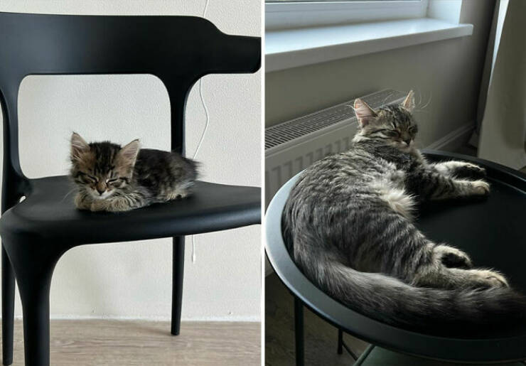 Cats Growing Up: Heartwarming Side-by-Side Photos