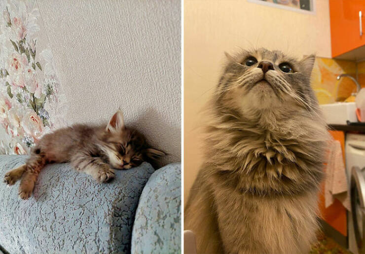 Cats Growing Up: Heartwarming Side-by-Side Photos