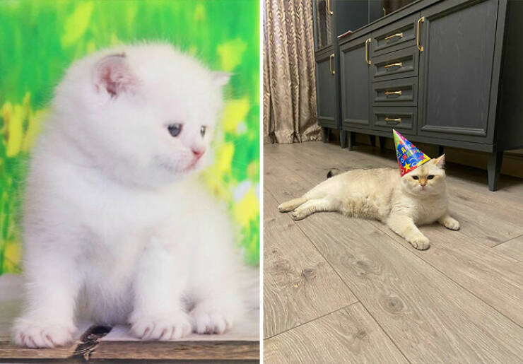 Cats Growing Up: Heartwarming Side-by-Side Photos