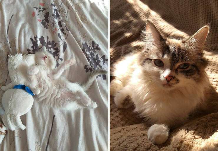 Cats Growing Up: Heartwarming Side-by-Side Photos