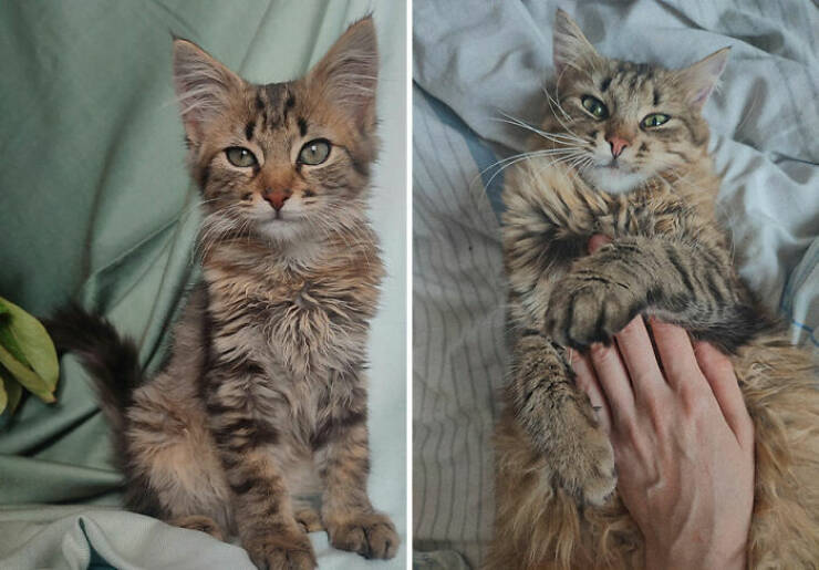 Cats Growing Up: Heartwarming Side-by-Side Photos