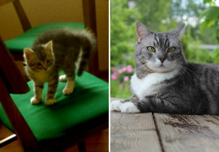 Cats Growing Up: Heartwarming Side-by-Side Photos