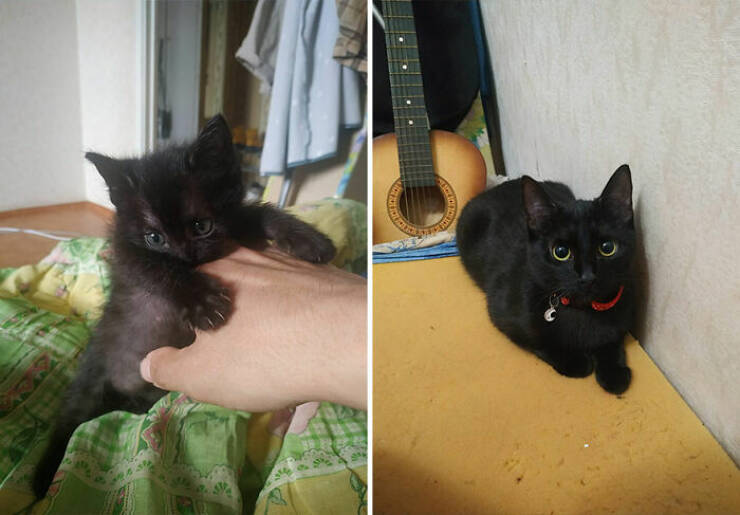 Cats Growing Up: Heartwarming Side-by-Side Photos