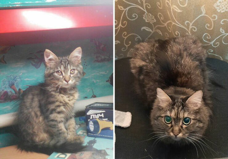 Cats Growing Up: Heartwarming Side-by-Side Photos