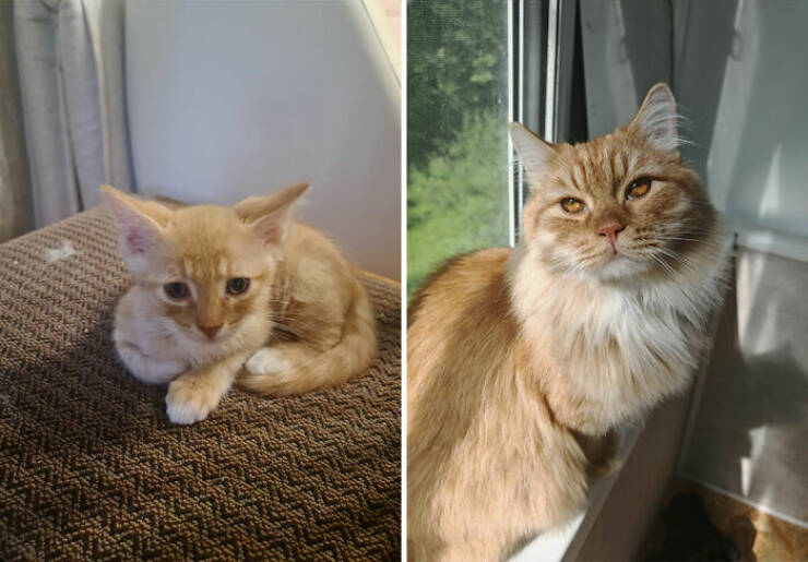 Cats Growing Up: Heartwarming Side-by-Side Photos