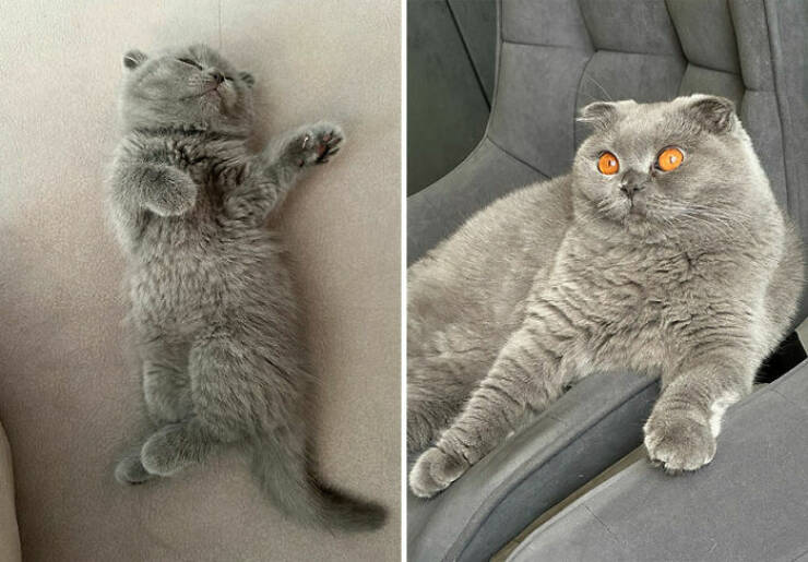 Cats Growing Up: Heartwarming Side-by-Side Photos