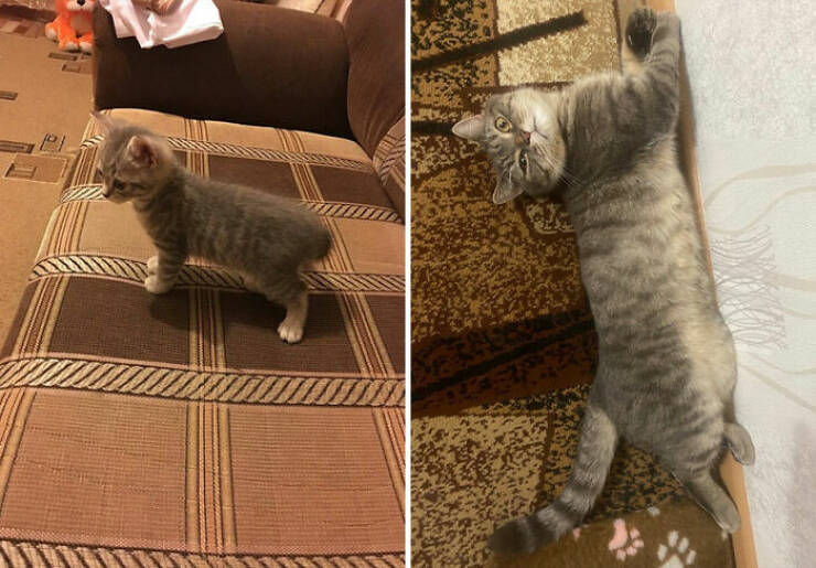 Cats Growing Up: Heartwarming Side-by-Side Photos