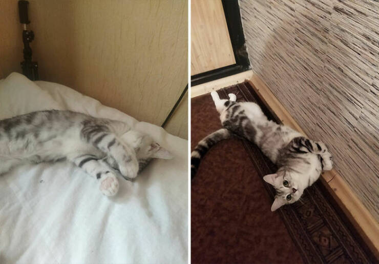 Cats Growing Up: Heartwarming Side-by-Side Photos