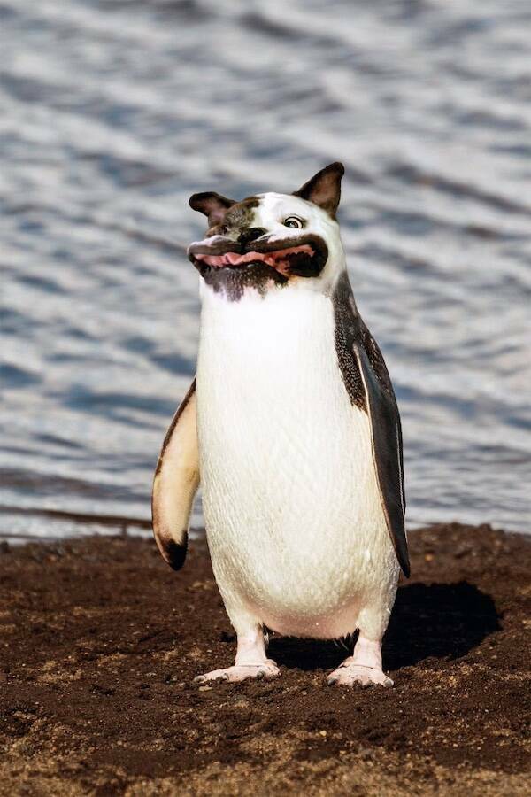 Amusing Photoshopped Images You Have To See