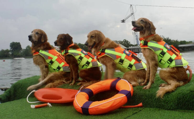 Heartwarming Working Dogs On Duty