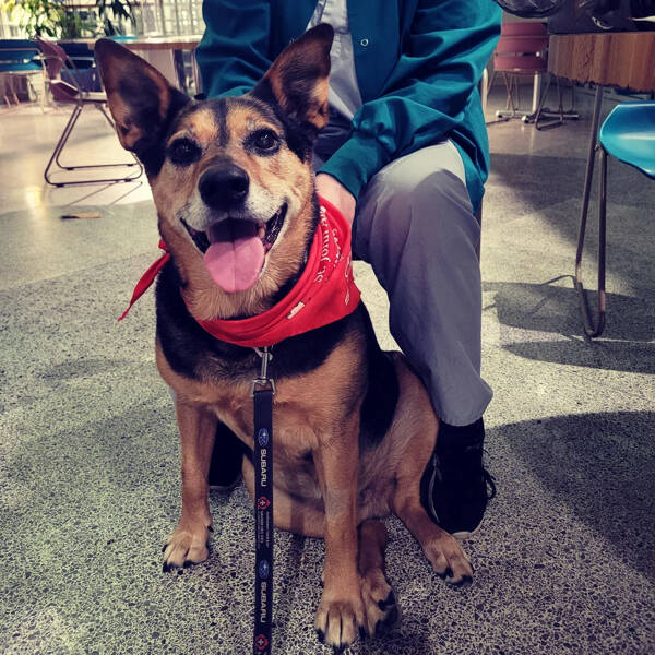 Heartwarming Working Dogs On Duty