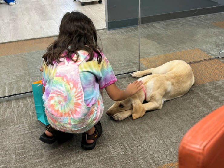 Heartwarming Working Dogs On Duty