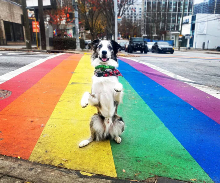 Heartwarming Working Dogs On Duty