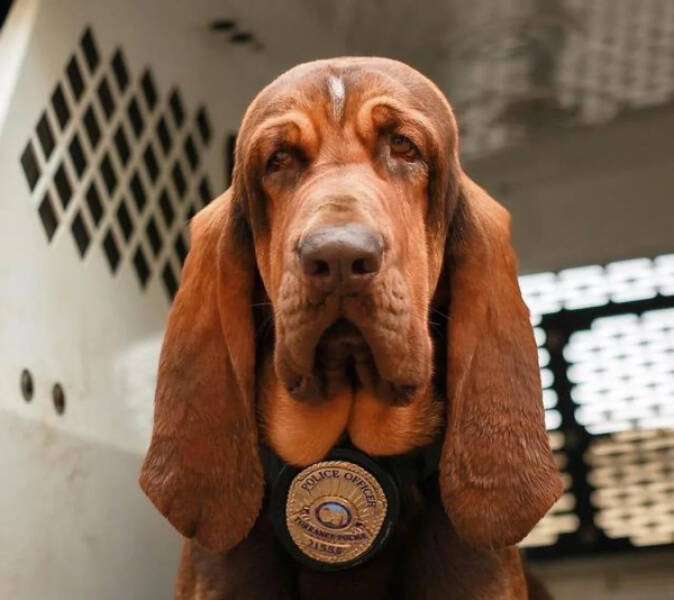 Heartwarming Working Dogs On Duty