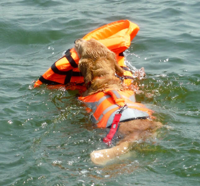 Heartwarming Working Dogs On Duty