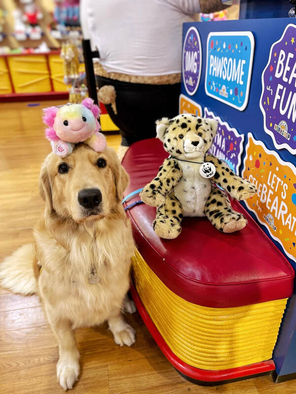 Heartwarming Working Dogs On Duty