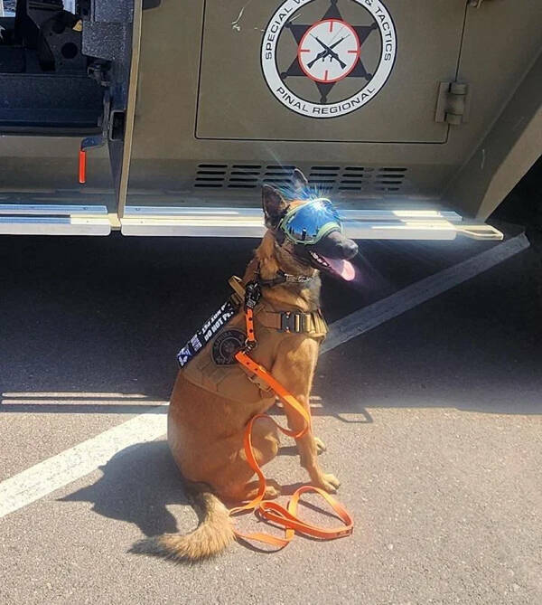 Heartwarming Working Dogs On Duty