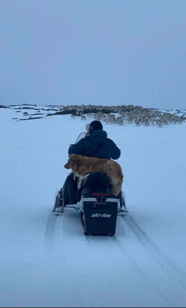 Heartwarming Working Dogs On Duty