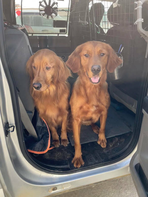 Heartwarming Working Dogs On Duty