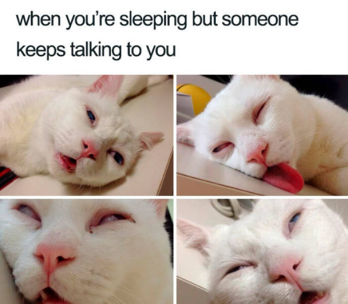 Hilarious Sleep Memes That Will Keep You Awake