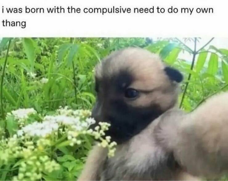 Animal Posts Guaranteed To Make You Laugh