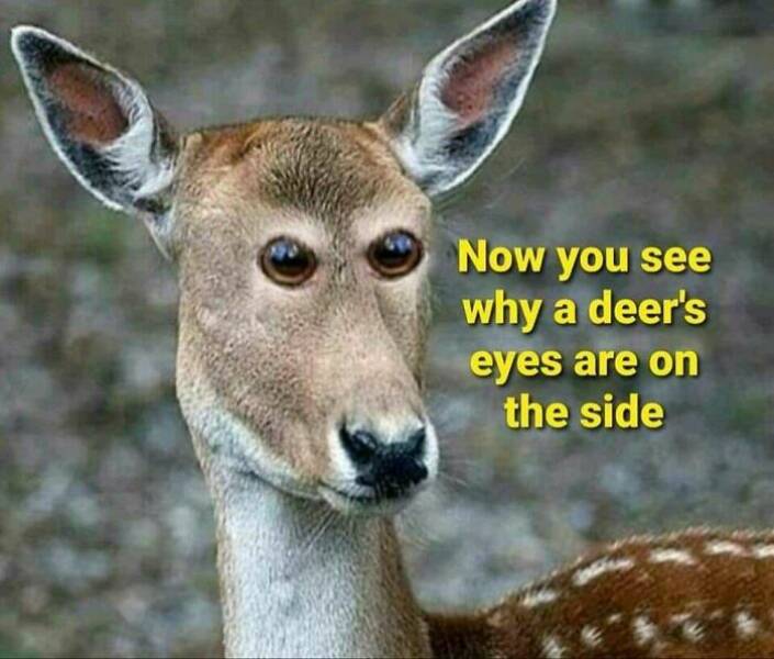 Fishing And Hunting Memes For Outdoor Enthusiasts