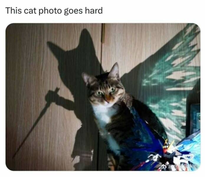 Funny Photos And Memes Showing Cats At Their Worst