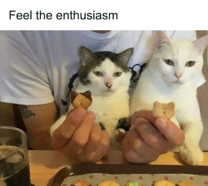 Funny Photos And Memes Showing Cats At Their Worst