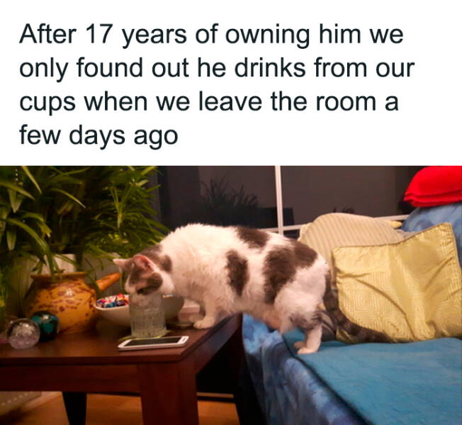 Funny Photos And Memes Showing Cats At Their Worst