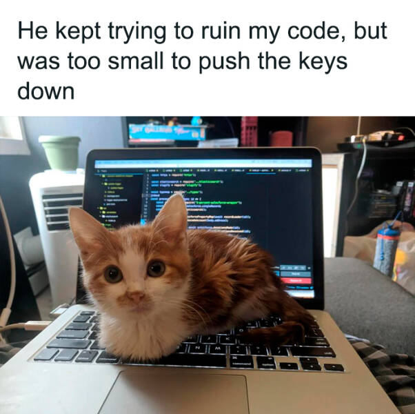 Funny Photos And Memes Showing Cats At Their Worst