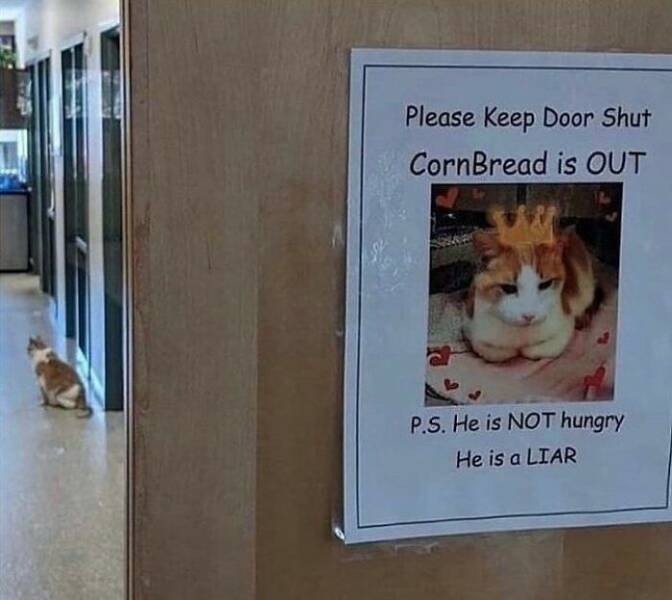 Funny Photos And Memes Showing Cats At Their Worst