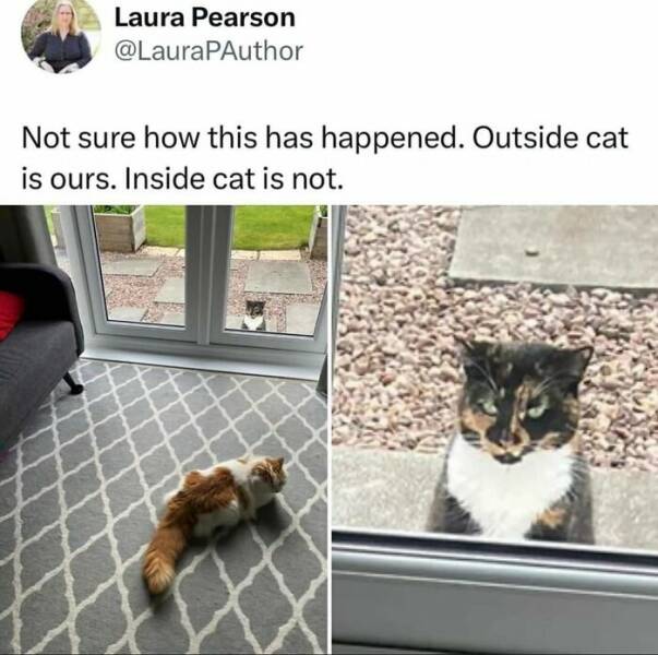 Funny Photos And Memes Showing Cats At Their Worst