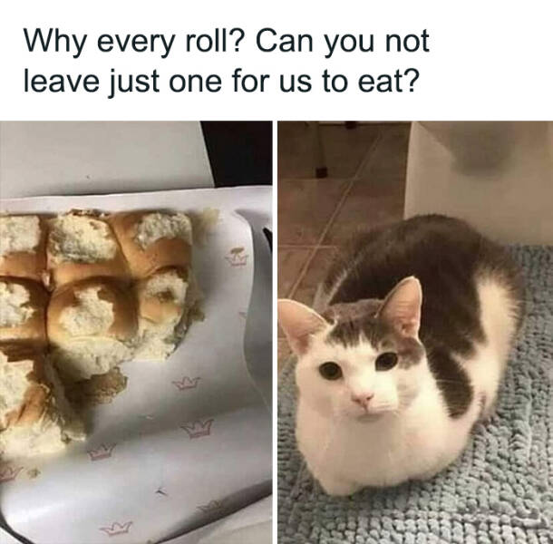 Funny Photos And Memes Showing Cats At Their Worst