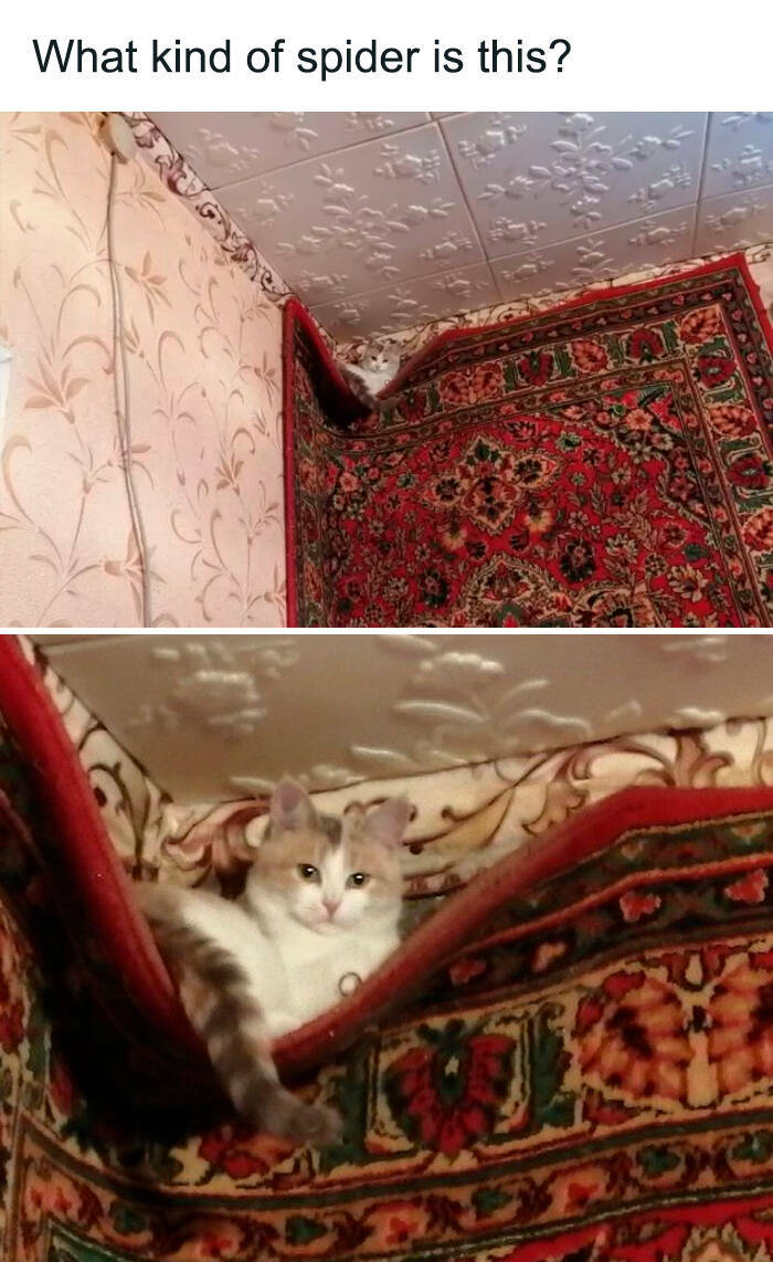 Funny Photos And Memes Showing Cats At Their Worst