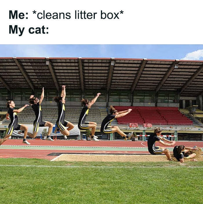 Funny Photos And Memes Showing Cats At Their Worst