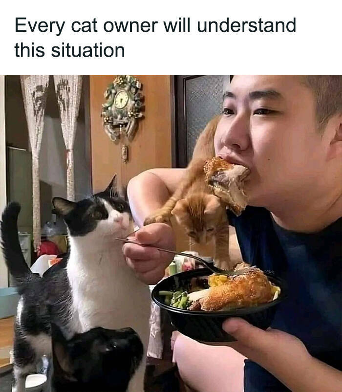 Funny Photos And Memes Showing Cats At Their Worst