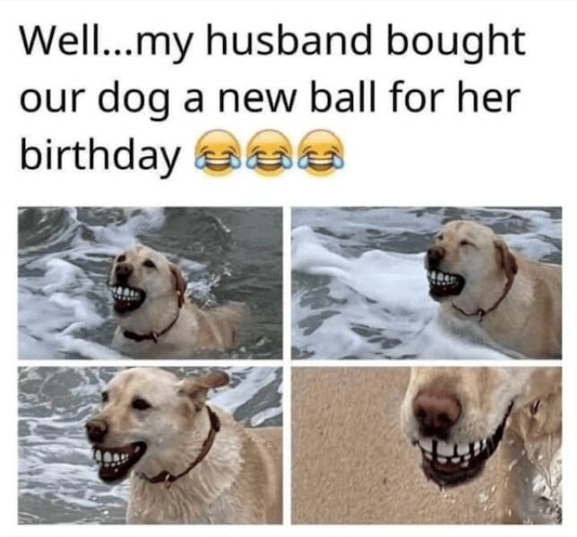 Memes Every Dog Lover Will Relate To