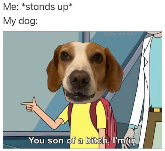 Memes Every Dog Lover Will Relate To