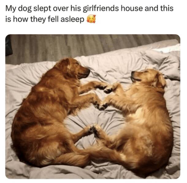 Memes Every Dog Lover Will Relate To